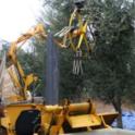 Wheelrake harvester in olive orchard